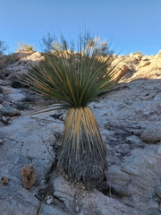 Nolina bigelovii