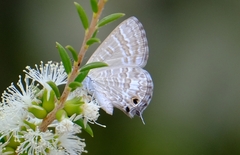 Theclinesthes miskini