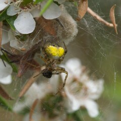 Araneus albotriangulus