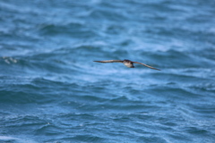 Puffinus mauretanicus