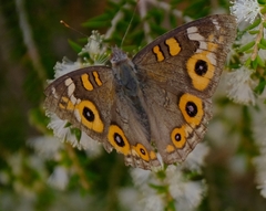 Junonia villida calybe