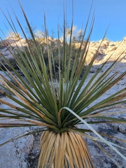 Nolina bigelovii