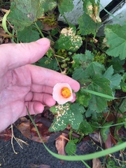 Modiolastrum lateritum