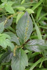 Spigelia hamelioides