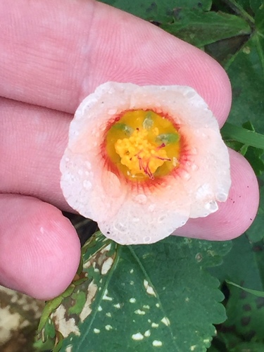 Modiolastrum lateritium, photograph 6