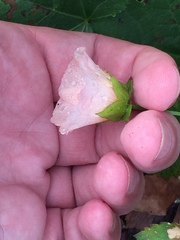 Modiolastrum lateritum