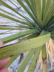 Nolina bigelovii