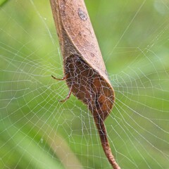 Phonognatha graeffei