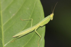 Orthodera ministralis