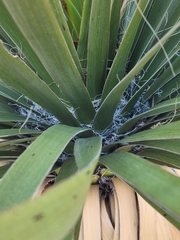 Nolina bigelovii