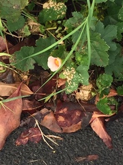 Modiolastrum lateritum