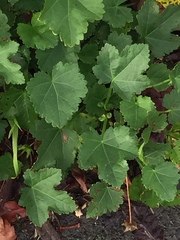 Modiolastrum lateritum