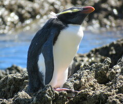 Eudyptes pachyrhynchus