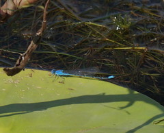 Pseudagrion cingillum