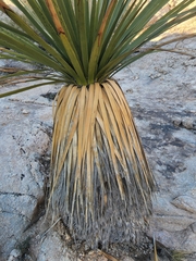 Nolina bigelovii