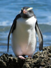 Eudyptes pachyrhynchus