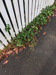 Modiolastrum lateritum