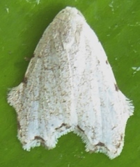 Oxacme marginata