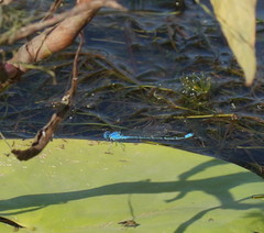 Pseudagrion cingillum