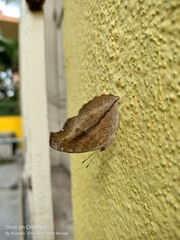 Junonia almana
