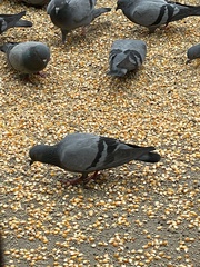 Columba livia domestica