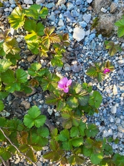 Rubus arcticus acaulis