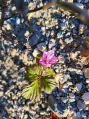 Rubus arcticus acaulis