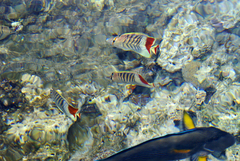 Chaetodon paucifasciatus