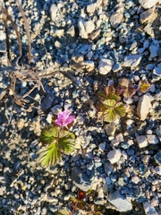 Rubus arcticus acaulis