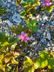Rubus arcticus acaulis