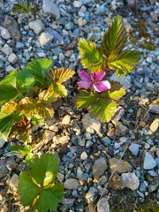 Rubus arcticus acaulis