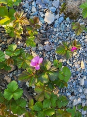 Rubus arcticus acaulis