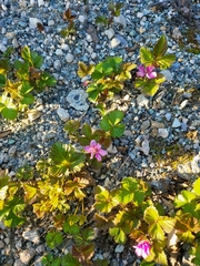 Rubus arcticus acaulis