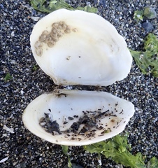 Macoma inquinata