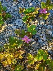 Rubus arcticus acaulis