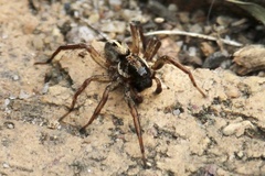 Artoriopsis