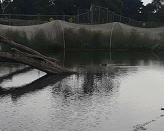 Malacorhynchus membranaceus