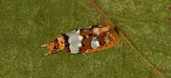 Piloprepes aemulella
