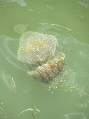 Phyllorhiza punctata