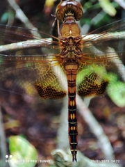 Hydrobasileus croceus