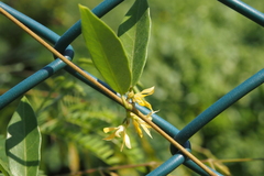 Toxocarpus wightianus