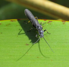 Austroperla cyrene