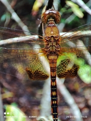 Hydrobasileus croceus