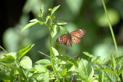 Danaus