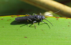 Austroperla cyrene