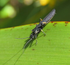 Austroperla cyrene