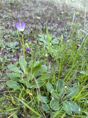 Primula hendersonii