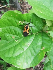 Spartocerini