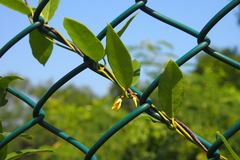 Toxocarpus wightianus