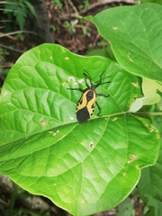 Spartocerini